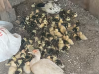 Ducks — foto 2