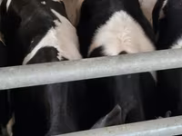 Bulle, Russian Black pied cattle — Foto 4