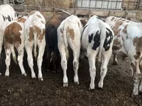 Toro, Simmental cattle — foto 5