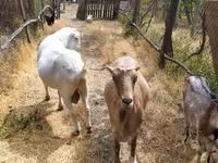 Козел, LaMancha goats — фото 5