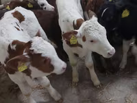 Toro, Simmental cattle — foto 5