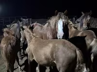 Aygʻir, Kazakh horse — 6-rasm