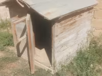 Taxta it evi / dam - Material: qalın taxta karkas, taxta obşivka - — foto 2
