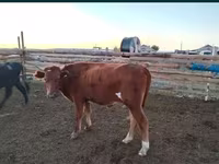 Toro, Ganado vacuno — foto 3