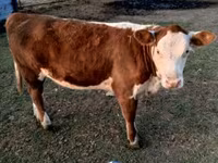 公牛, Swiss cattle — 照片 4
