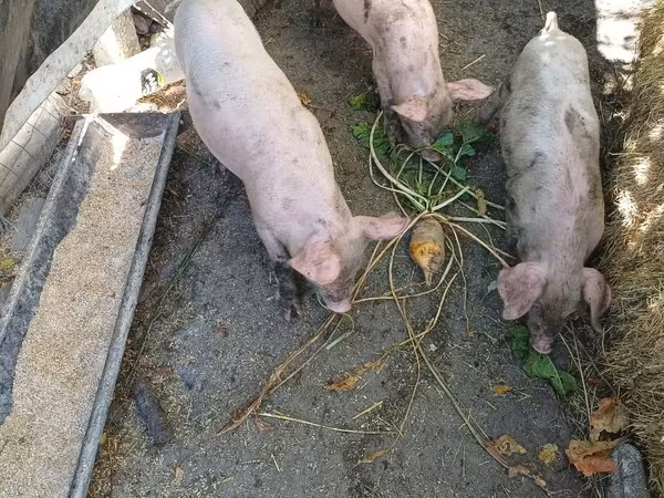 Sow, Pigs