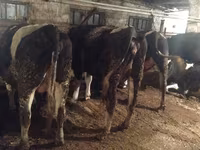 Kuh, Holstein-Rasse — Foto 6