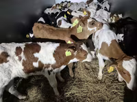 Бик, Simmental cattle — фото 1