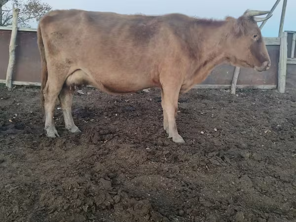 母牛, Cattle