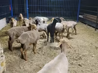 母羊, Katum sheep — 照片 2