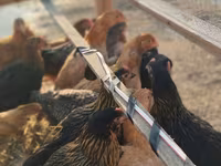 Chickens — الصورة 5