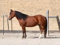 Hengst, Quarter Horse — Foto 1