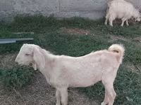 Oveja, Ovejas — foto 4