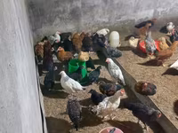 Chickens — फ़ोटो 1