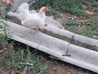 Chickens — फ़ोटो 8
