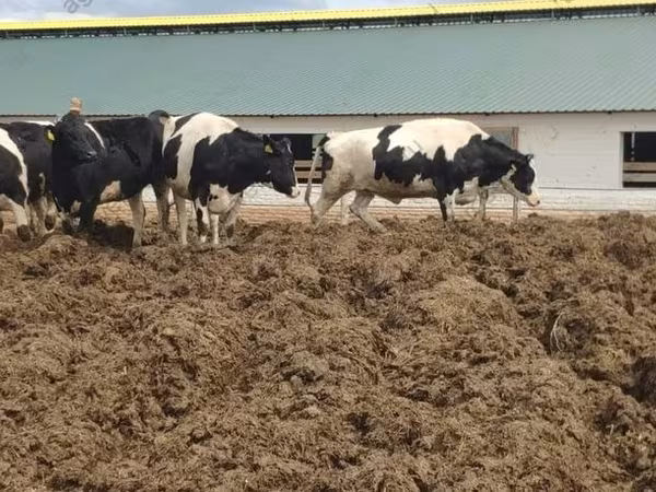 İnək, Russian Black pied cattle