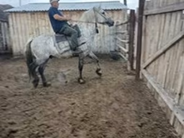 Arabian horse