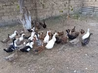 Deutscher Pekin — Foto 1