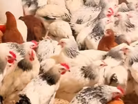 Chickens — Foto 2