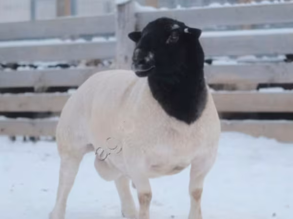 公羊, Dorper sheep