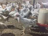 Chickens — 照片 3