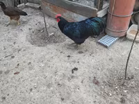 Chickens — photo 2