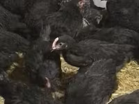 Chickens — photo 2