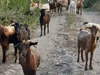 Ешкі, Damask goat — 3-сурет