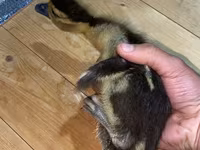 Ducks — Foto 2