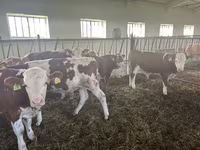 Buqa, Simmental cattle — 2-rasm