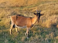 Коза, Alpine goat — фото 1