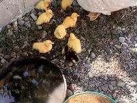 Ducks — Foto 1