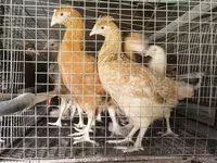 دومينانت — الصورة 2