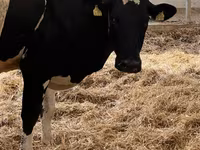Sigir, Russian Black pied cattle — 5-rasm