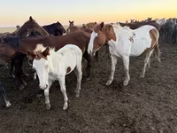 母马, Horses — 照片 2