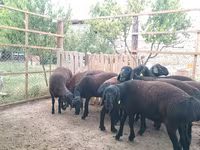 Carnero, Ovejas — foto 8