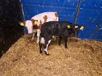 Cow, Cattle — photo 3