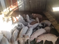 Eber, Schweine — Foto 2