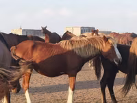حصان, الخيول — الصورة 3