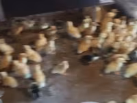 Ducks — फ़ोटो 1