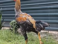 Chickens — Foto 3