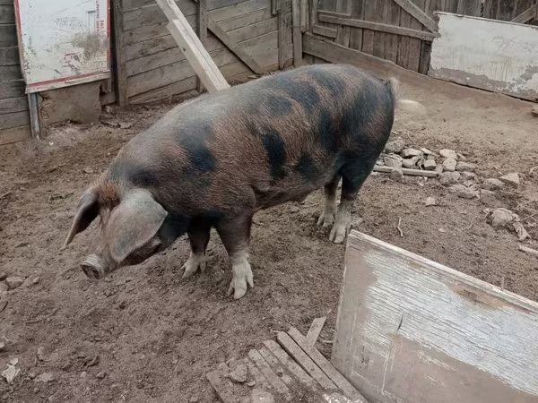 Verro, Cerdos