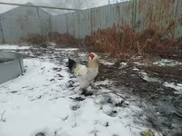 Brahma — foto 2