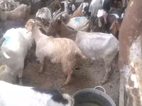 Keçilər (partiya, cinsi göstərilməyib), Keçilər — foto 3