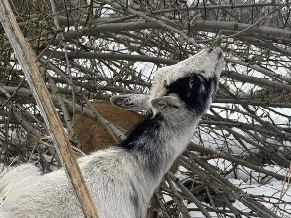 Ziege, Saanen goat