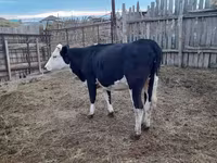 Sigir, Russian Black pied cattle — 1-rasm
