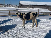 Сиыр, Russian Black pied cattle — 2-сурет