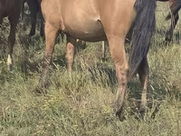 Кобила, Mugalzhar horse — фото 1