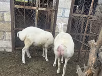 भेड़, भेड़ — फ़ोटो 1