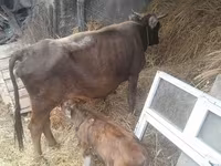 Vaca, Ganado vacuno — foto 1